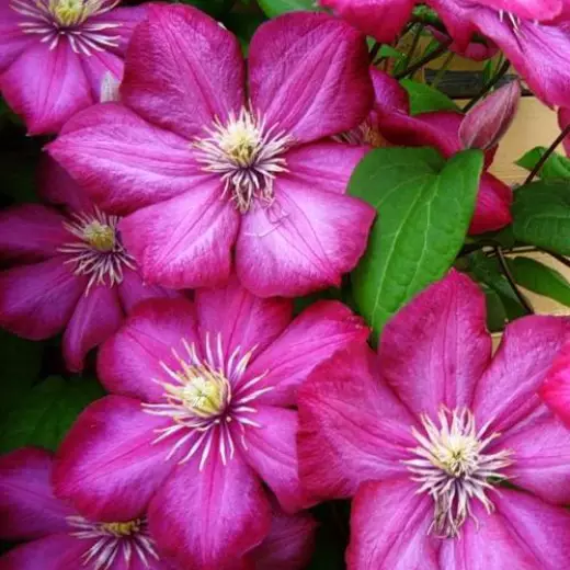 Клематис Вилль де Лион (Clematis ‘Ville de Lyon’)