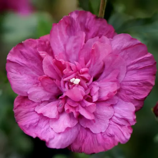 Гибискус сирийский Маджента Шиффон (Hibiscus syr. ‘Magenta Chiffon’®)