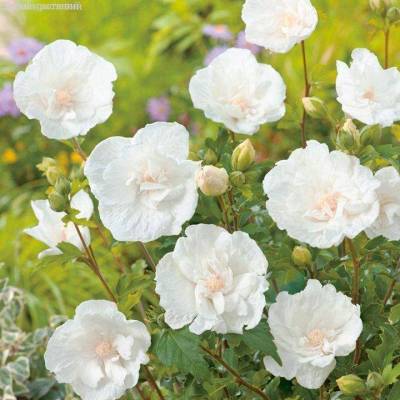 Гибискус сирийский Вайт Шиффон (Hibiscus syr. ‘White Chiffon’ PBR)