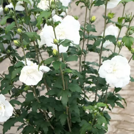 Гибискус сирийский Вайт Шиффон (Hibiscus syr. ‘White Chiffon’ PBR)