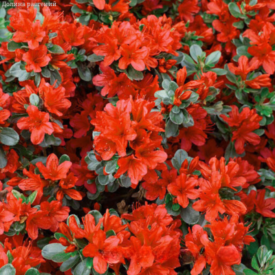 Рододендрон (азалия) японский Эдди Вери (Rhododendron (AJ) ‘Addy Wery’)