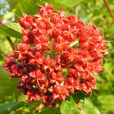 Пузыреплодник калинолистный Лютеус (Physocarpus opulif. 