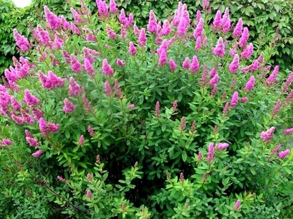Спирея Дугласа (Spiraea douglasii)