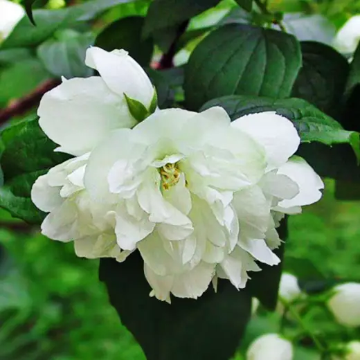 Чубушник гибридный Дам Бланш (Philadelphus ‘Dame Blanche’)