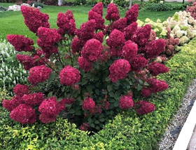 Гортензия Самарская Лидия (Hydrangea 