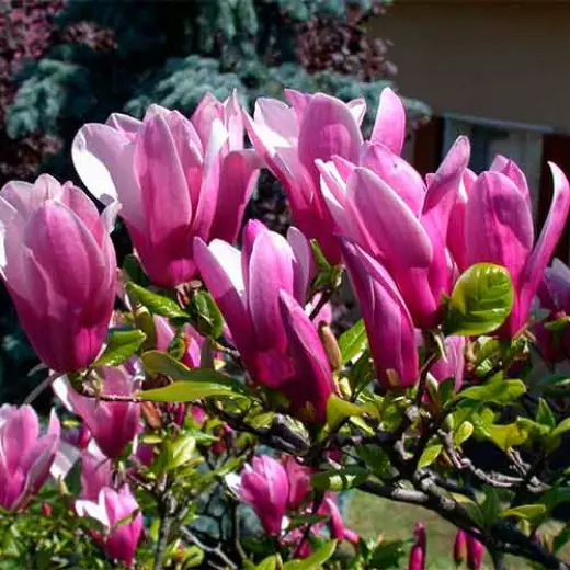 Магнолия Джордж Генри Керн (Magnolia ‘George Henry Kern’)