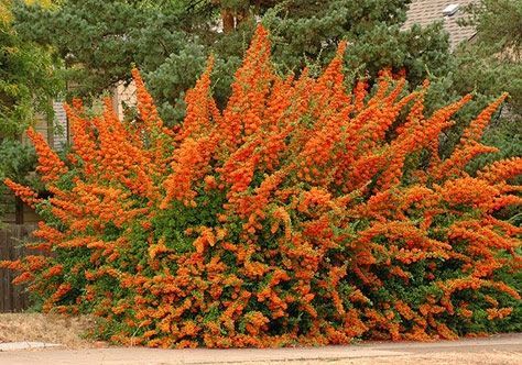 Пираканта Оранж Глоу (Pyracantha ‘Orange Glow’)