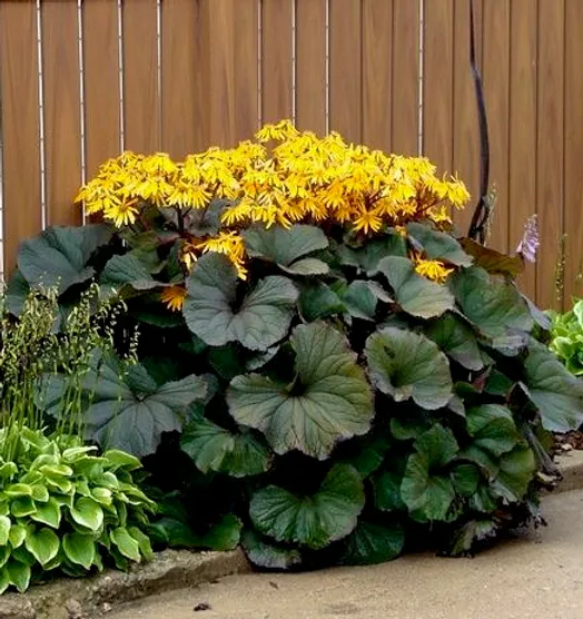 Бузульник (Ligularia)