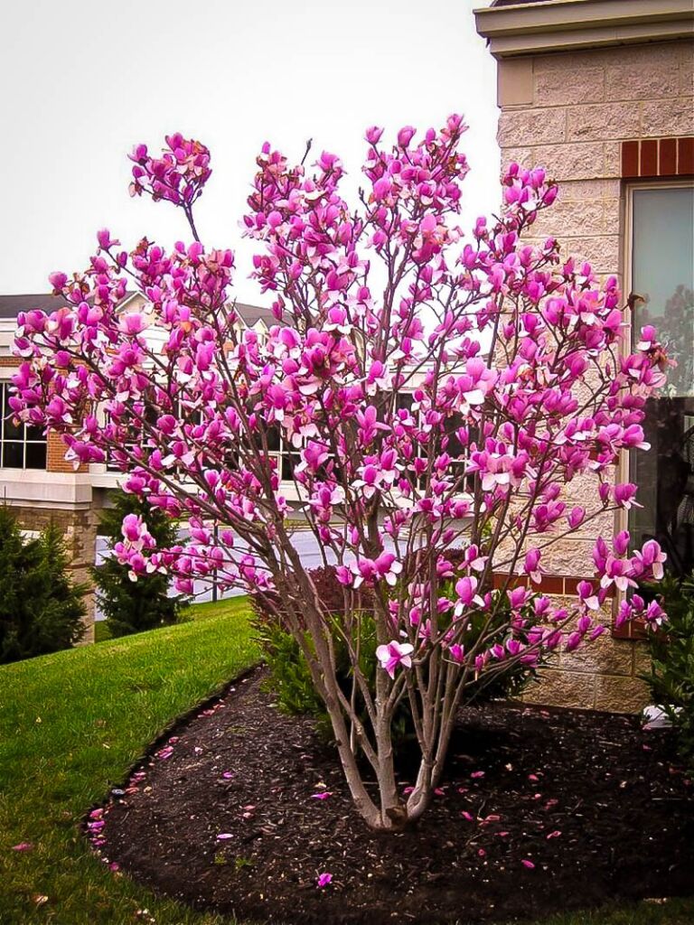 Магнолия Бетти (Magnolia ‘Betty’)