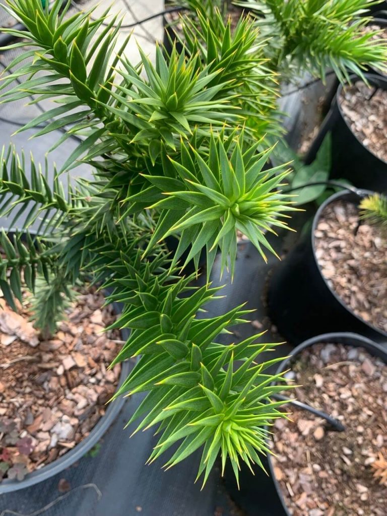 Араукария чилийская – Araucaria araucana