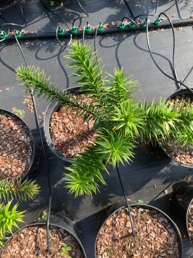 Араукария чилийская – Araucaria araucana