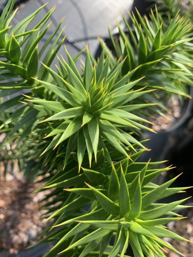 Араукария чилийская – Araucaria araucana