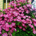 Клематис