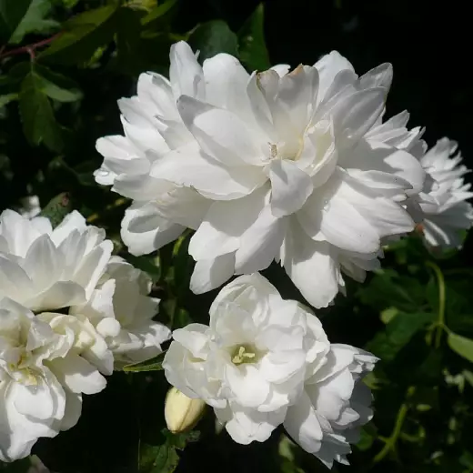 Чубушник (Жасмин) Шнеештурм (Philadelphus ‘Schneesturm’)
