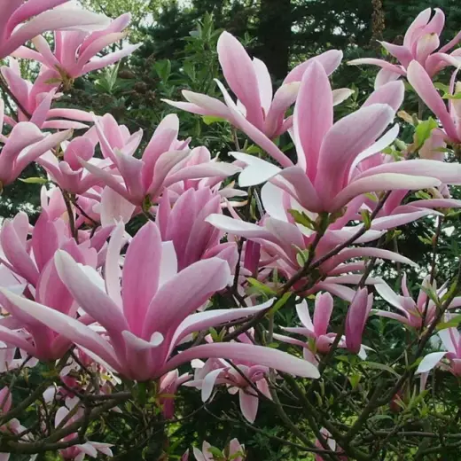 Магнолия Бетти (Magnolia ‘Betty’)