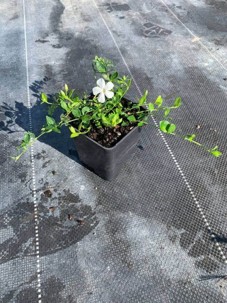 Барвинок малый 'Гертруда Джэкилл' – Vinca minor 'Gertrude Jekyll'