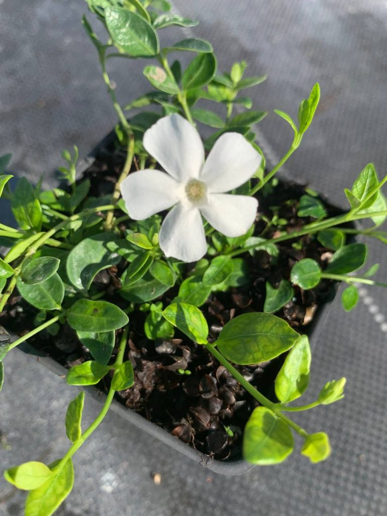 Барвинок малый 'Гертруда Джэкилл' – Vinca minor 'Gertrude Jekyll'