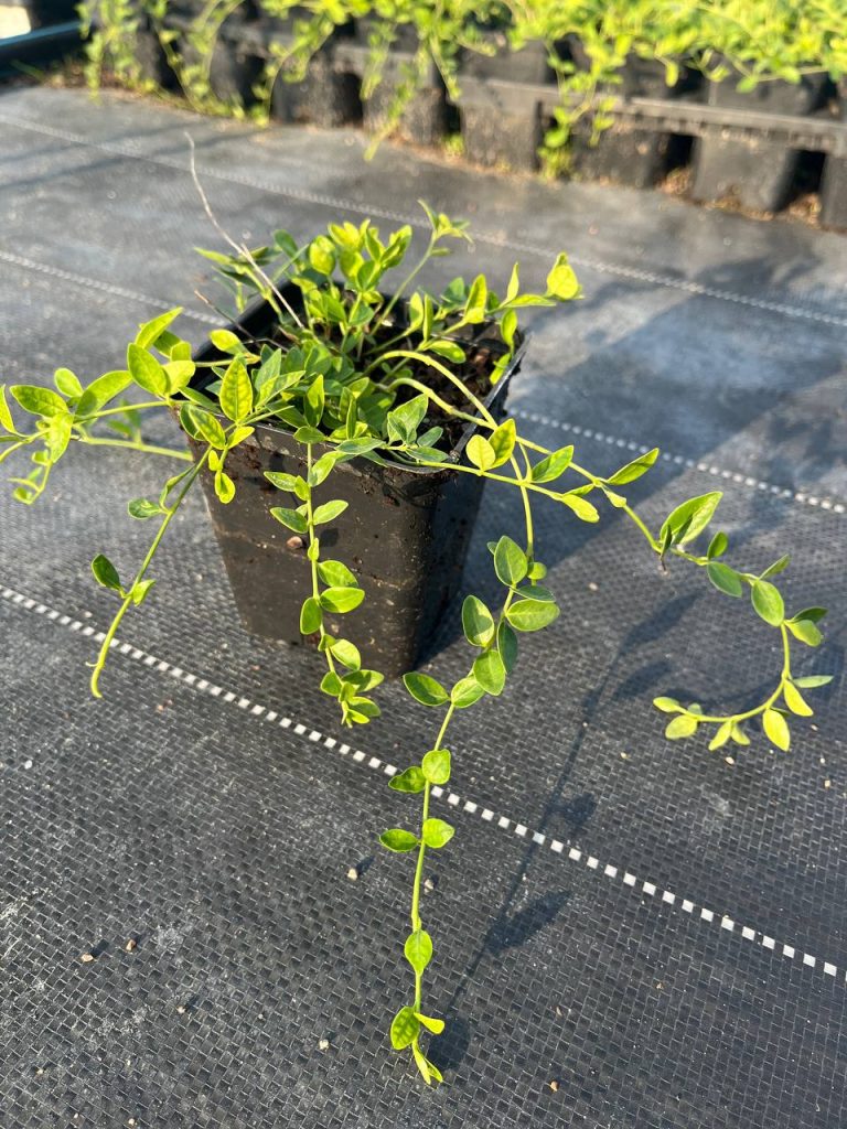 Барвинок малый 'Гертруда Джэкилл' – Vinca minor 'Gertrude Jekyll'