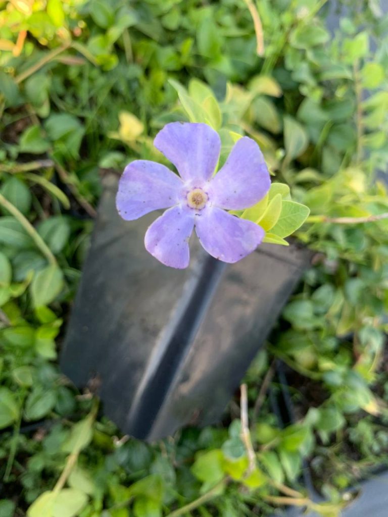Барвинок малый – Vinca minor