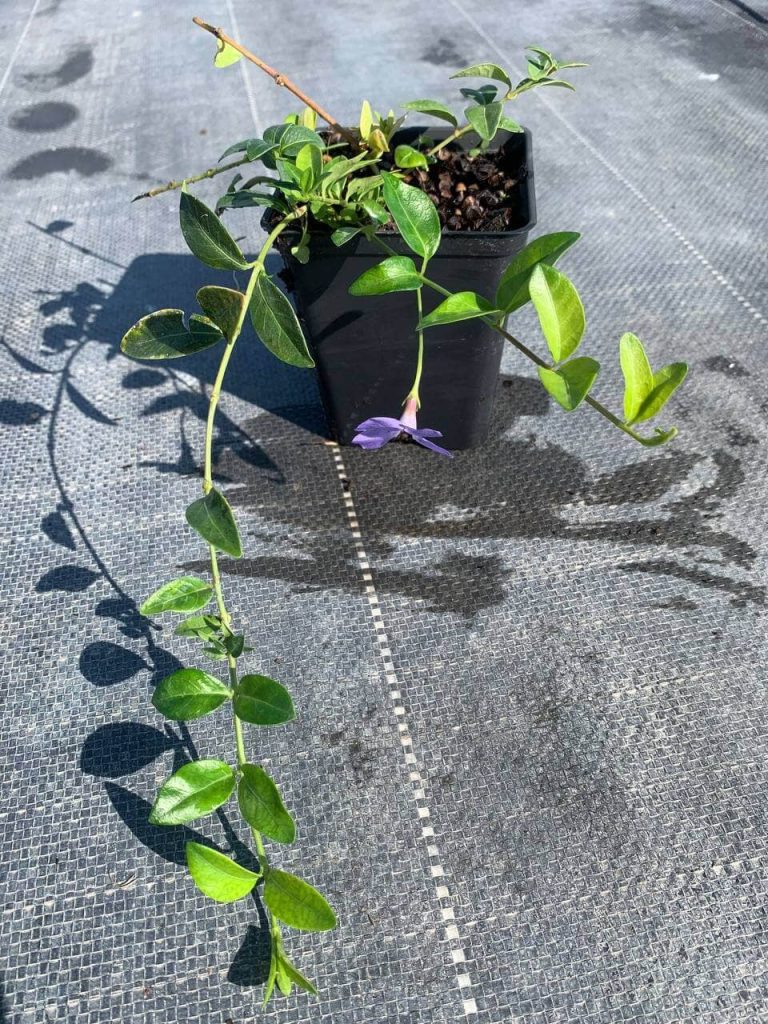 Барвинок малый – Vinca minor