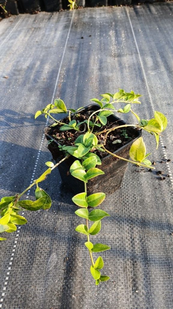 Барвинок малый – Vinca minor
