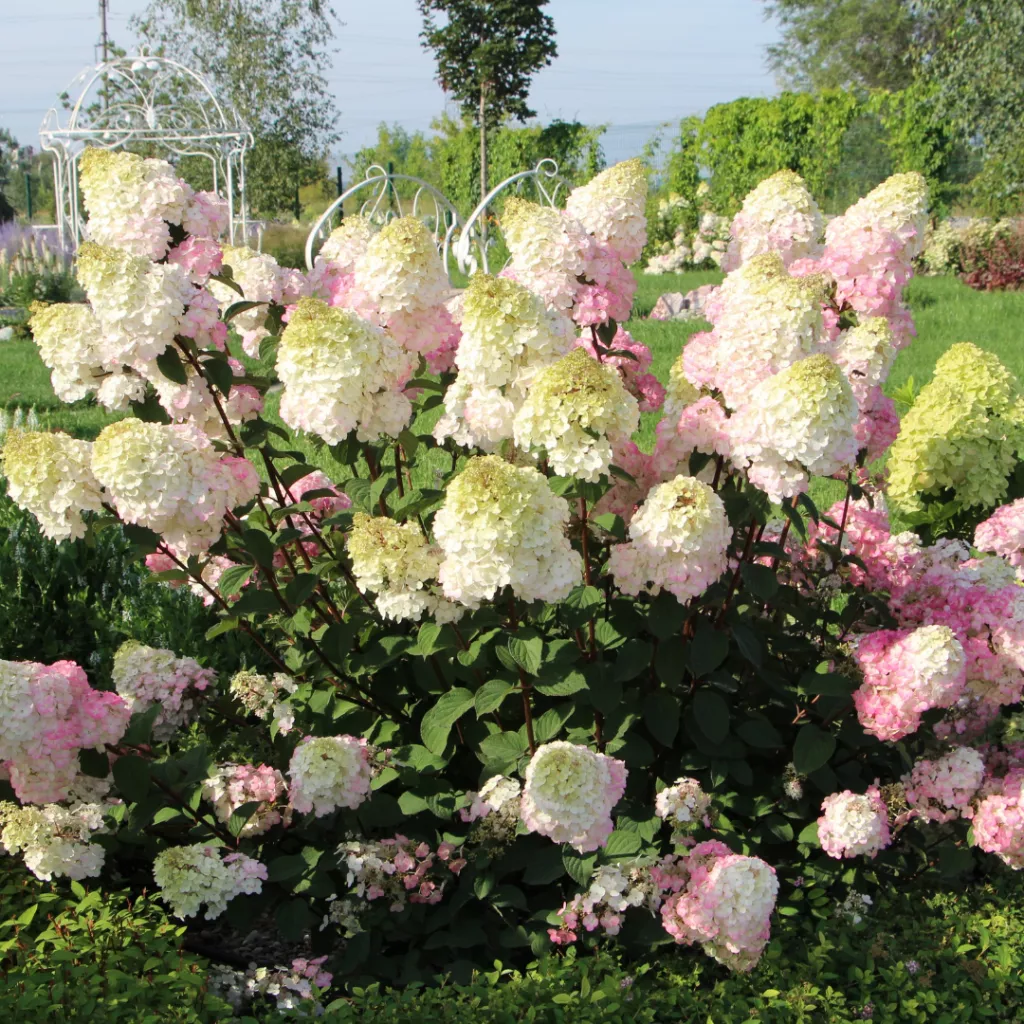Гортензия Самарская Лидия (Hydrangea 