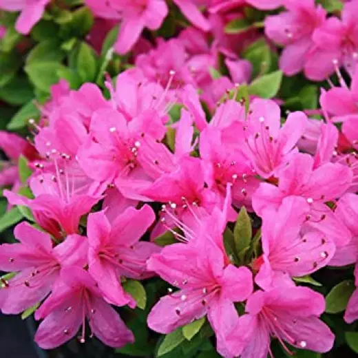 Рододендрон (азалия) японский Гейша Пинк (Rhododendron (AJ) ‘Geisha Pink’)