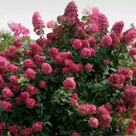 Гортензия метельчатая Вимс Ред (Hydrangea pan. ‘Wim’s Red’®)