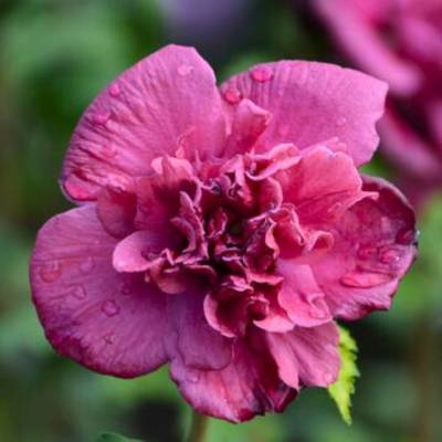 Гибискус сирийский Френч Кабарет Ред (Hibiscus syr. ‘French Cabaret’® Red)