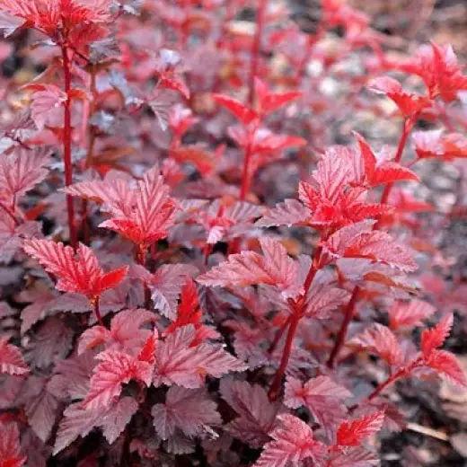 Пузыреплодник калинолистный Леди ин Рэд (Physocarpus opulif. ‘Lady in Red’ PBR)