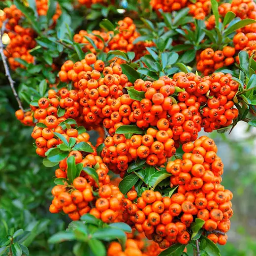 Пираканта Оранж Глоу (Pyracantha ‘Orange Glow’)