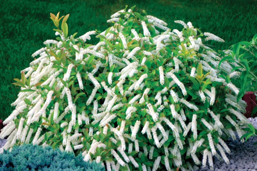 Итея виргинская Генрис Гарнет (Itea virginica ‘Henry’s Garnet’)