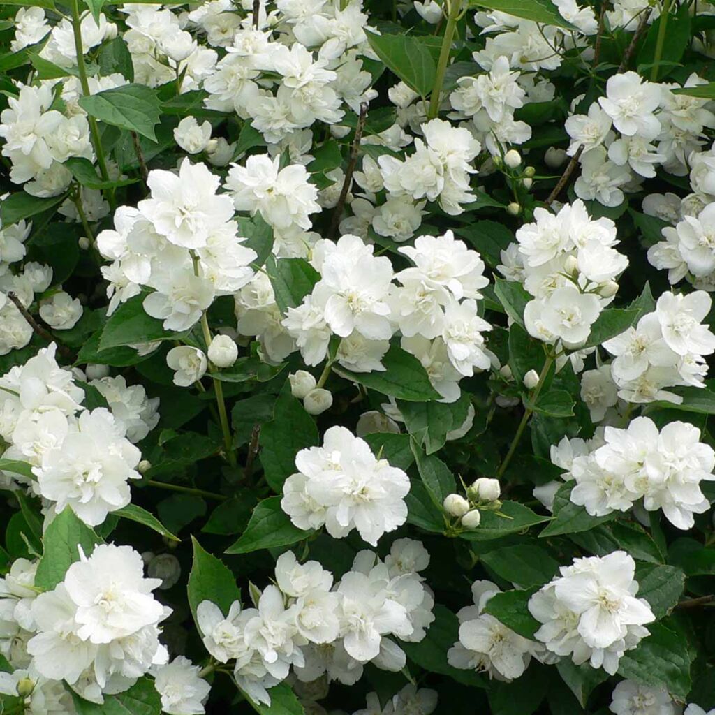 Чубушник гибридный Дам Бланш (Philadelphus ‘Dame Blanche’)