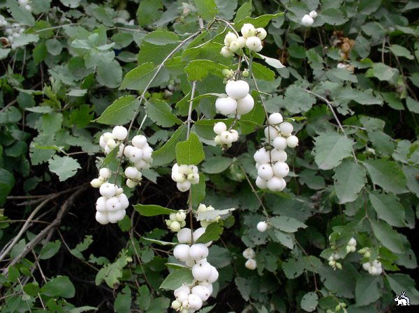 Снежноягодник белый (Symphoricarpos albus)