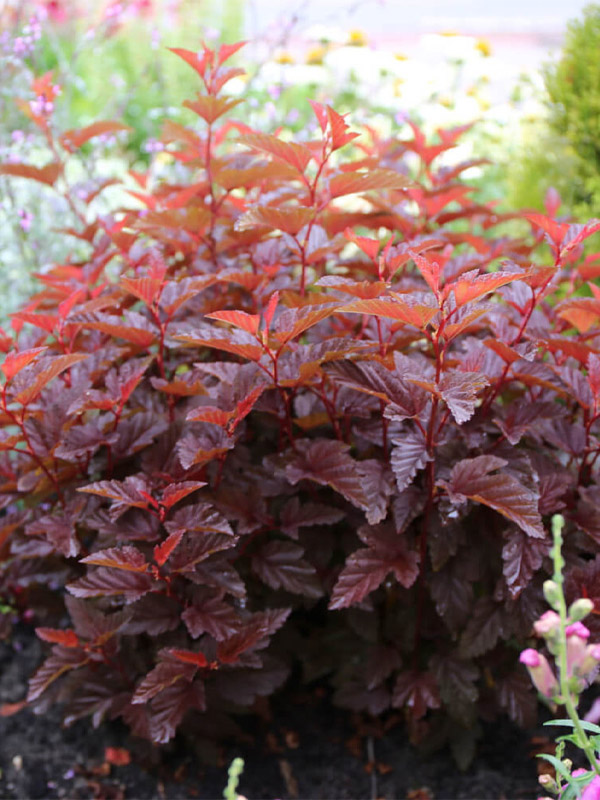 Пузыреплодник калинолистный Леди ин Рэд (Physocarpus opulif. ‘Lady in Red’ PBR)