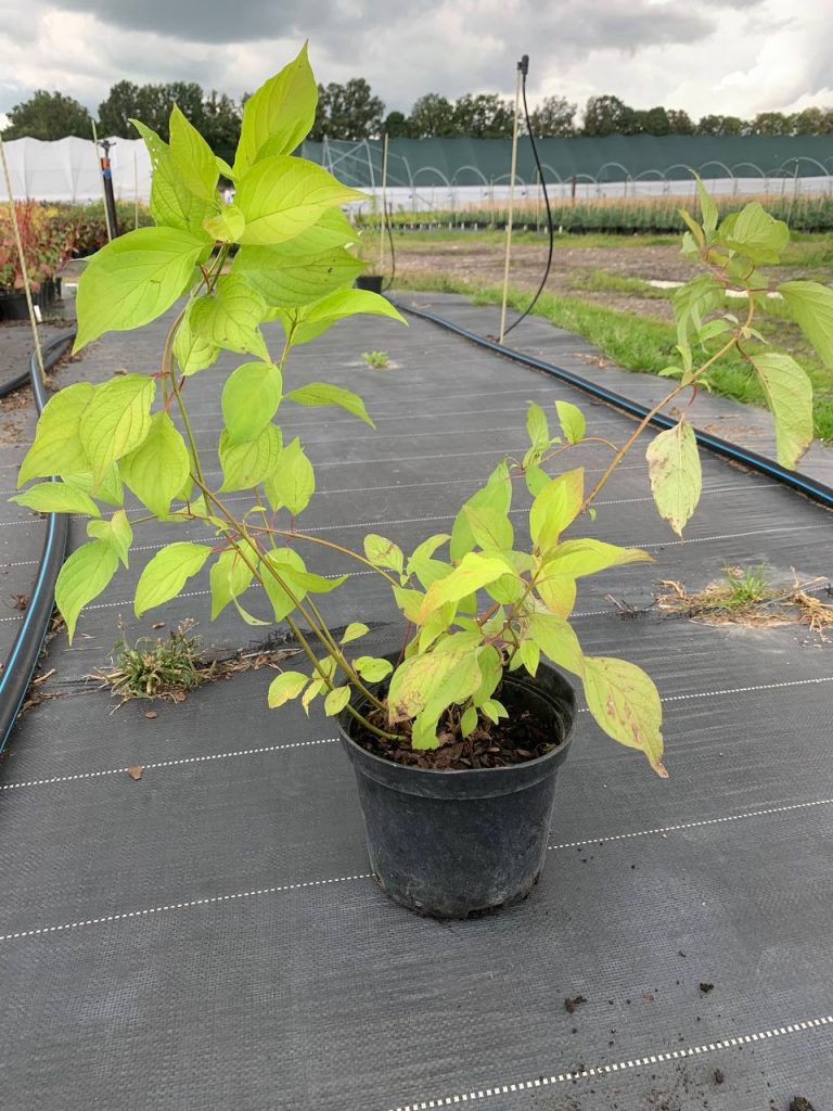 Дерен белый 'Ауреа' – Cornus alba 'Aurea'