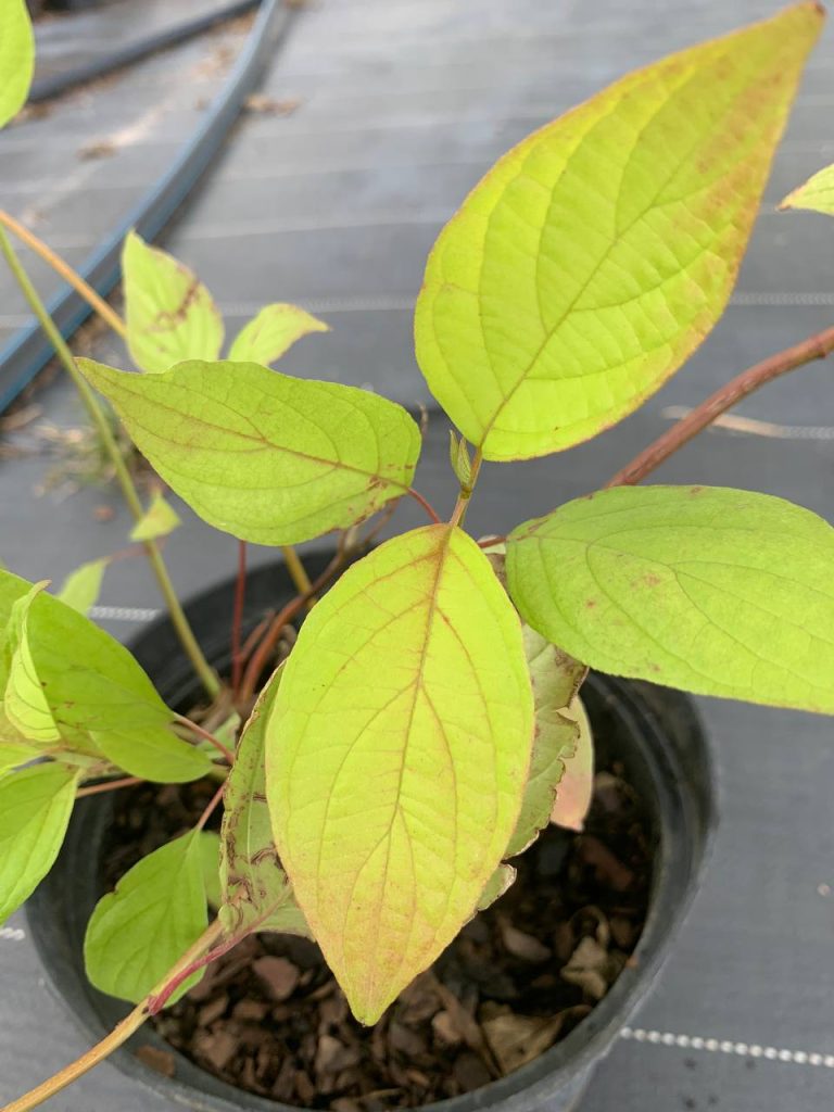 Дерен белый 'Ауреа' – Cornus alba 'Aurea'