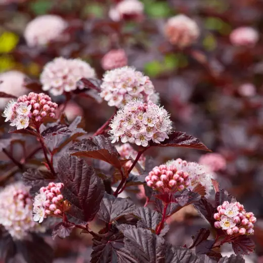 Пузыреплодник калинолистный Леди ин Рэд (Physocarpus opulif. ‘Lady in Red’ PBR)