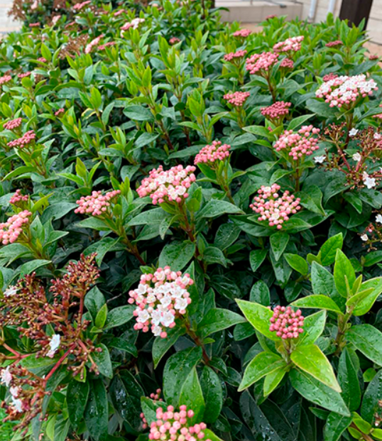 Калина вечнозеленая Гвенллиан (Viburnum tinus ‘Gwenllian’)