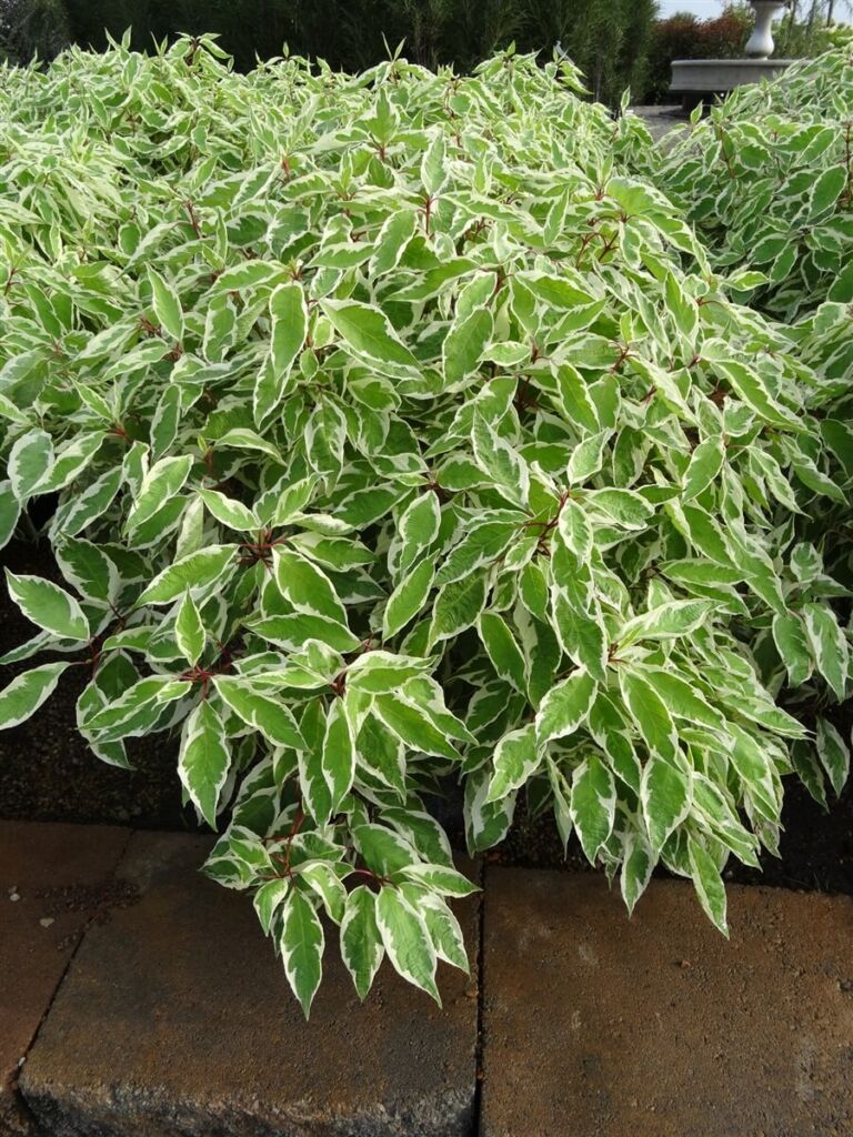 Дерен белый Айвори Хало (Cornus alba ‘Ivory Halo’®)