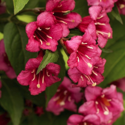 Вейгела Бристол Руби (Weigela ‘Bristol Ruby’)