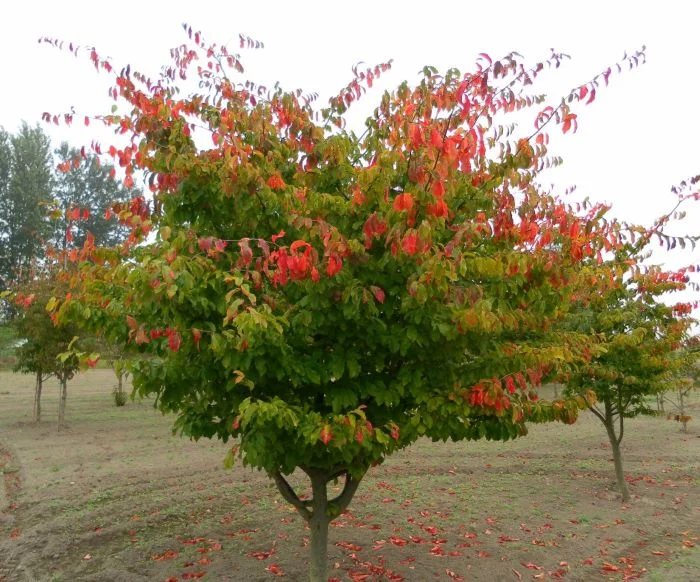 Парротия персидская Персиан Спаер (Parrotia persica 'Persian Spire' PBR)