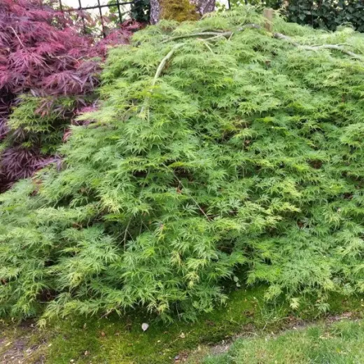 Клен пальмолистный Эмеральд Лейс (Acer palmatum ‘Emerald Lace’)