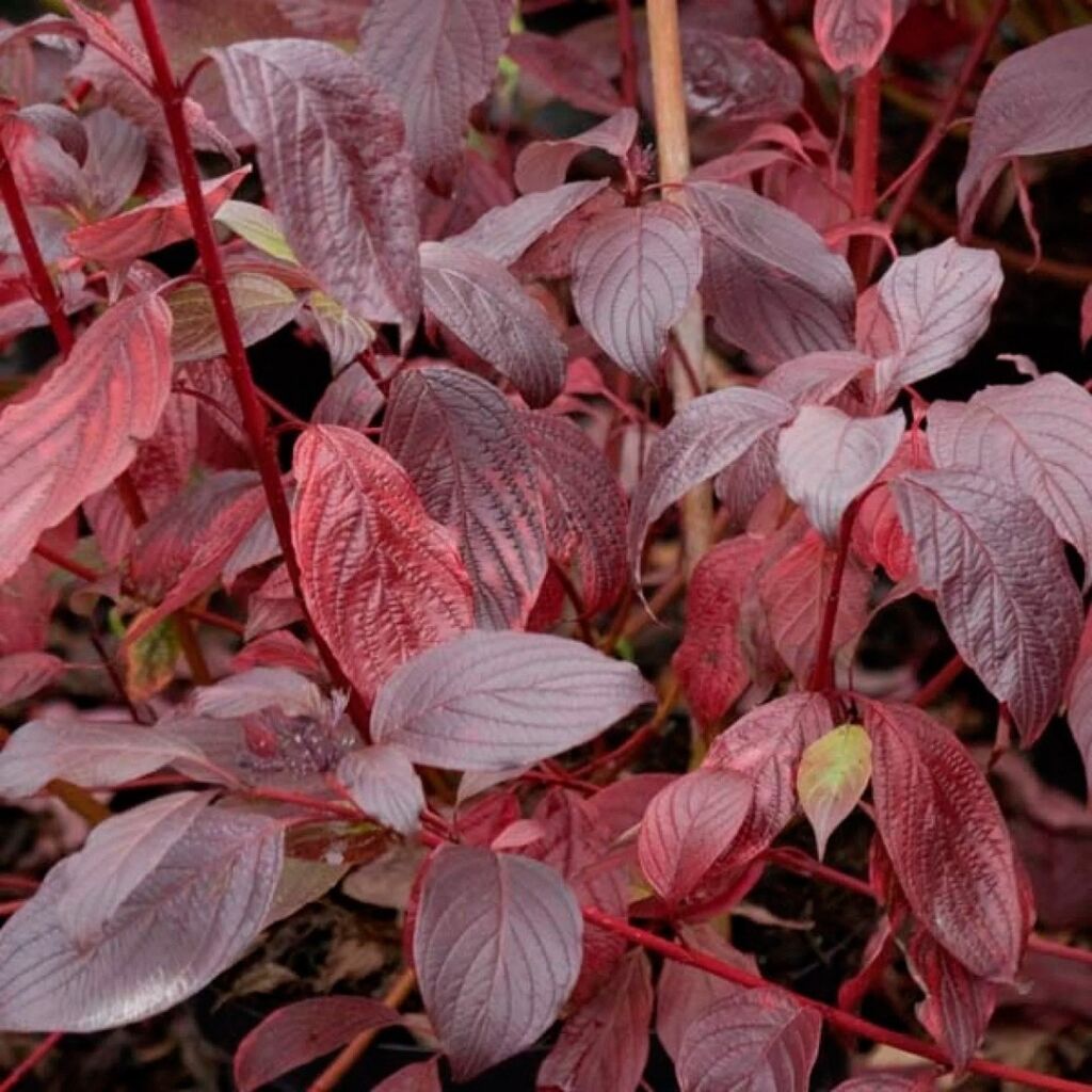 Дерен белый Сибириан Перл (Cornus alba ‘Siberian Pearls’)