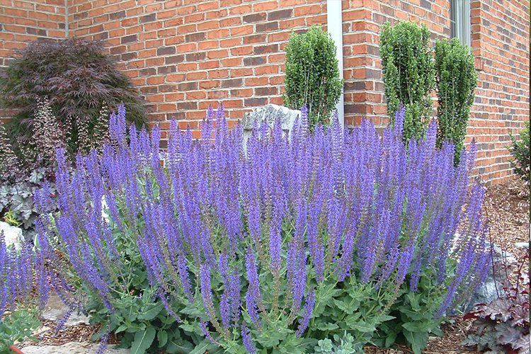Перовския лебедолистная Лэйси Блю (Perovskia atriplicifolia ‘Lacey Blue’ PBR)