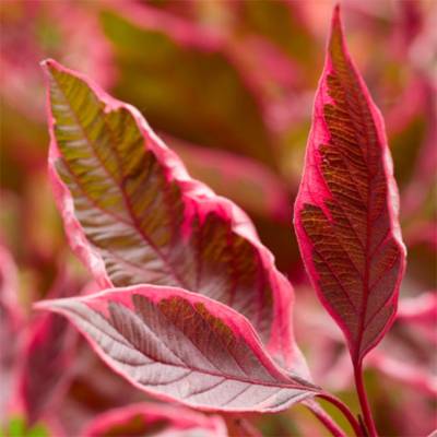 Дерен белый Миракл (Cornus alba ‘Miracle’ PBR)