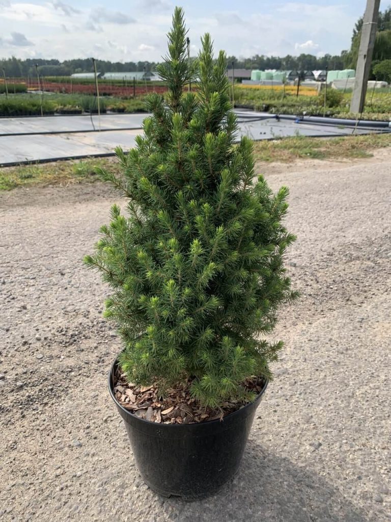 Ель канадская 'Десембер' – Picea gl. 'December’PBR'