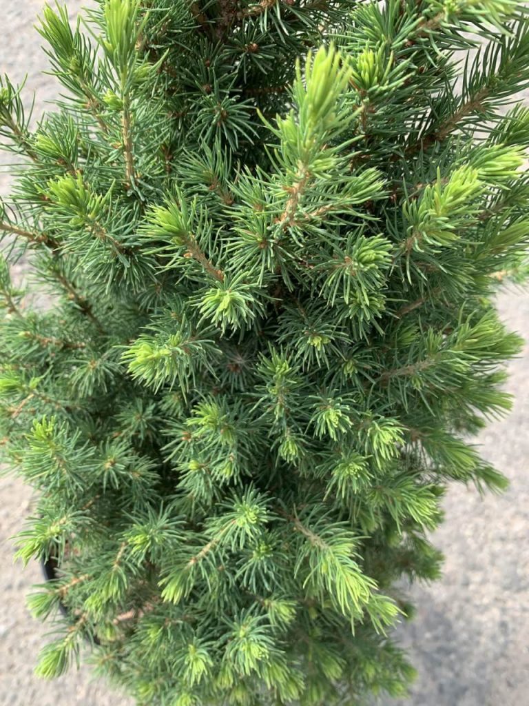 Ель канадская 'Десембер' – Picea gl. 'December’PBR'