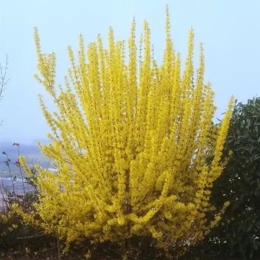 Форзиция средняя Уикенд (Forsythia int. ‘Weekend’)