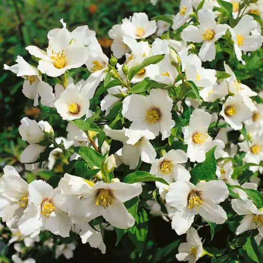 Чубушник гибридный Бель Этуаль (Philadelphus ‘Belle Etoile’)